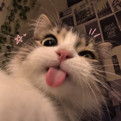 kittyyy_shopssss