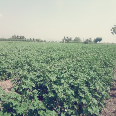 Kaleeswaran P