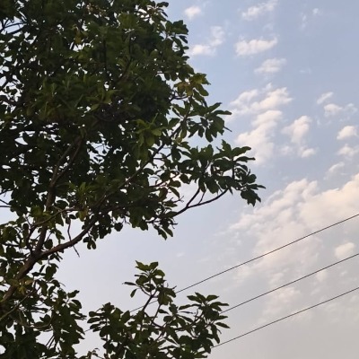 Sneha