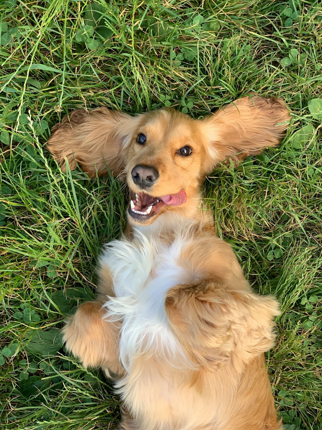 PET LANGUAGE : FEEL THEM
