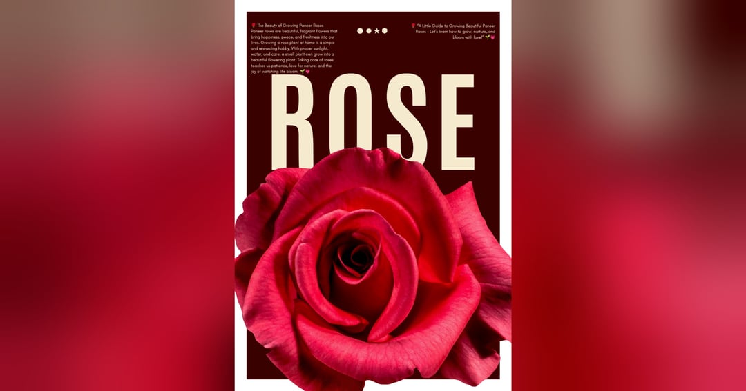A beginners guide to grow roses🌹