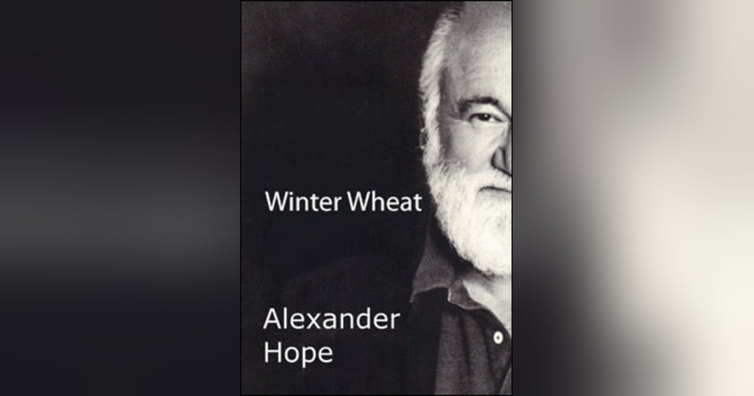 WINTER WHEAT
