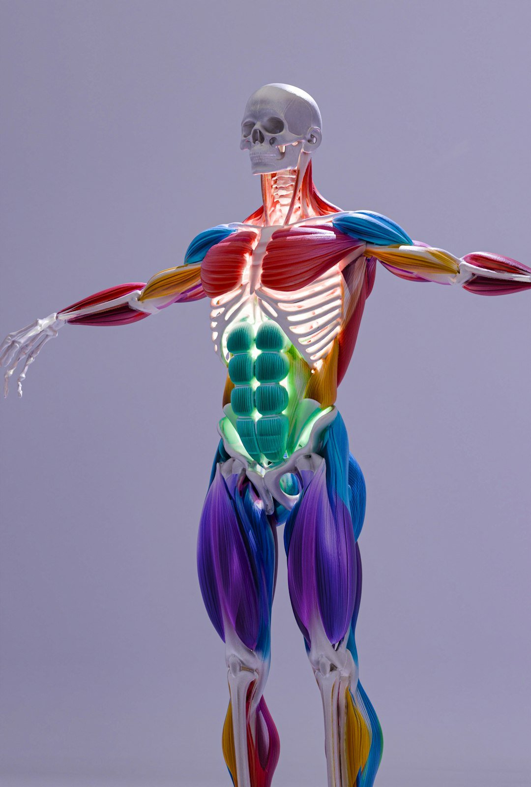 Human body system - How to work organs of systems in our Body, image 2