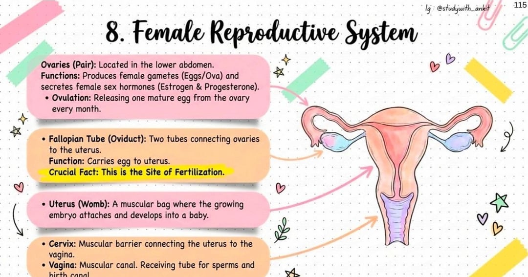 SCIENCE NOTES CLASS 10 CBSE 2026-27, image 2