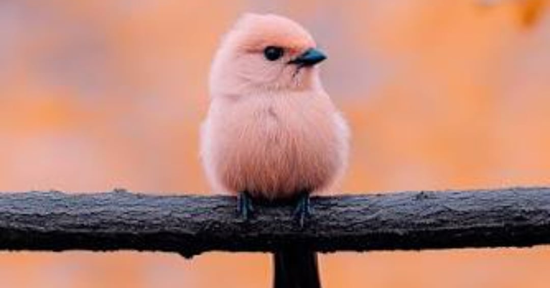 WILDLIFE UNLOCKED, image 2