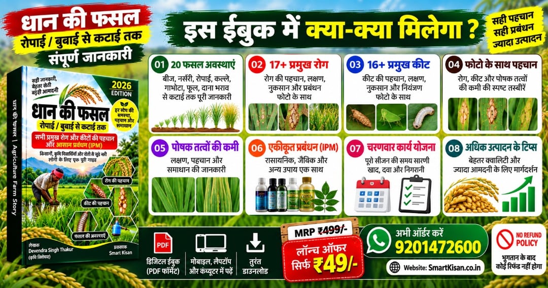 धान की खेती - बुवाई से कटाई तक, image 2