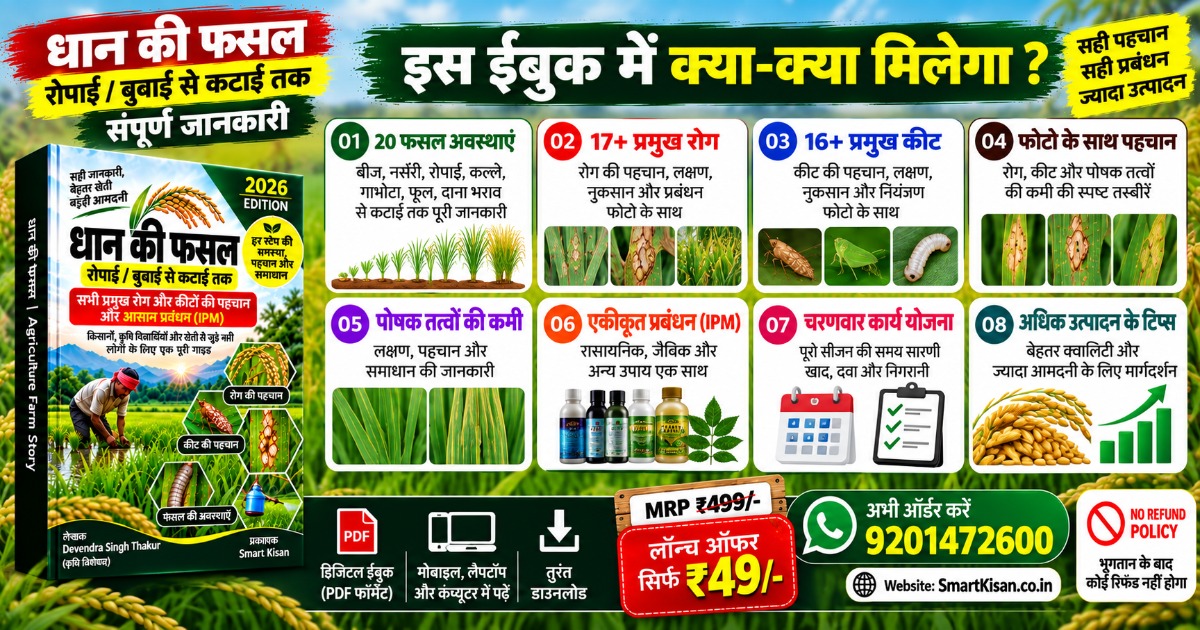धान की खेती - बुवाई से कटाई तक — image 2