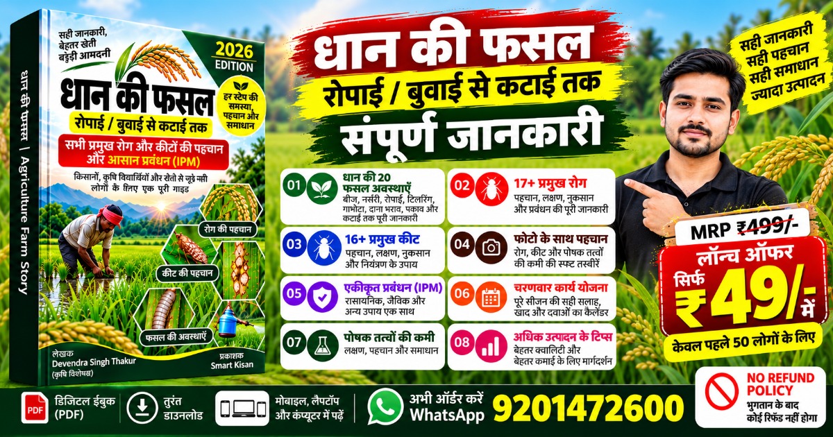 धान की खेती - बुवाई से कटाई तक